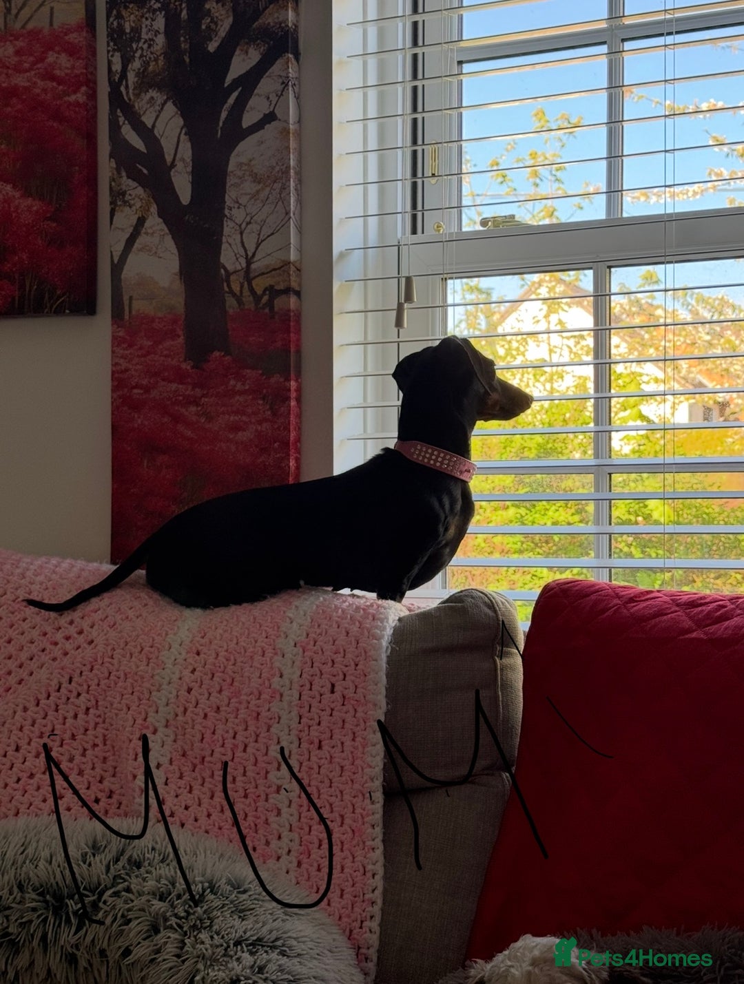 Miniature Dachshund dogs for sale: Miniature Dachshund puppies - Image 5