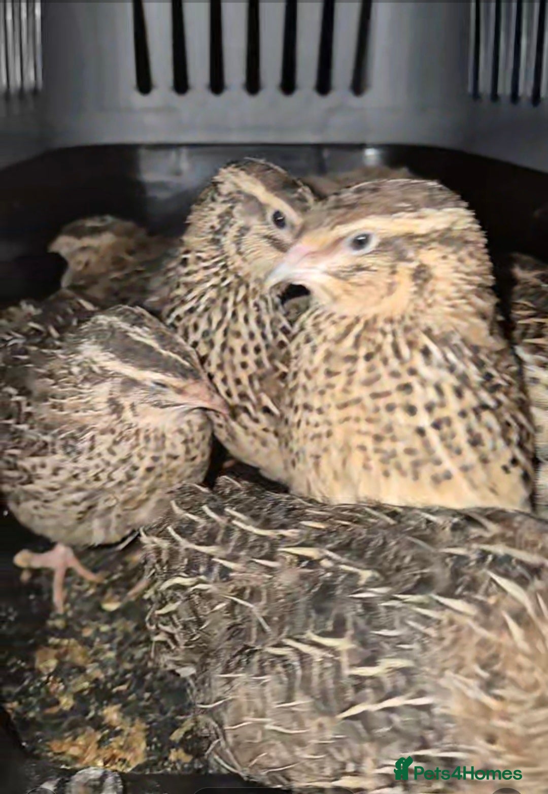 Quail poultry Jumbo quail hens and hatching eggs available  - Advert 1