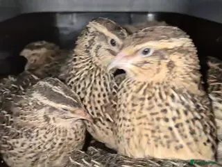 Quail poultry Jumbo quail hens and hatching eggs available - Advert 1