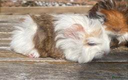 Guinea Pig rodents for sale: Abyssinian long haired  - Image 14