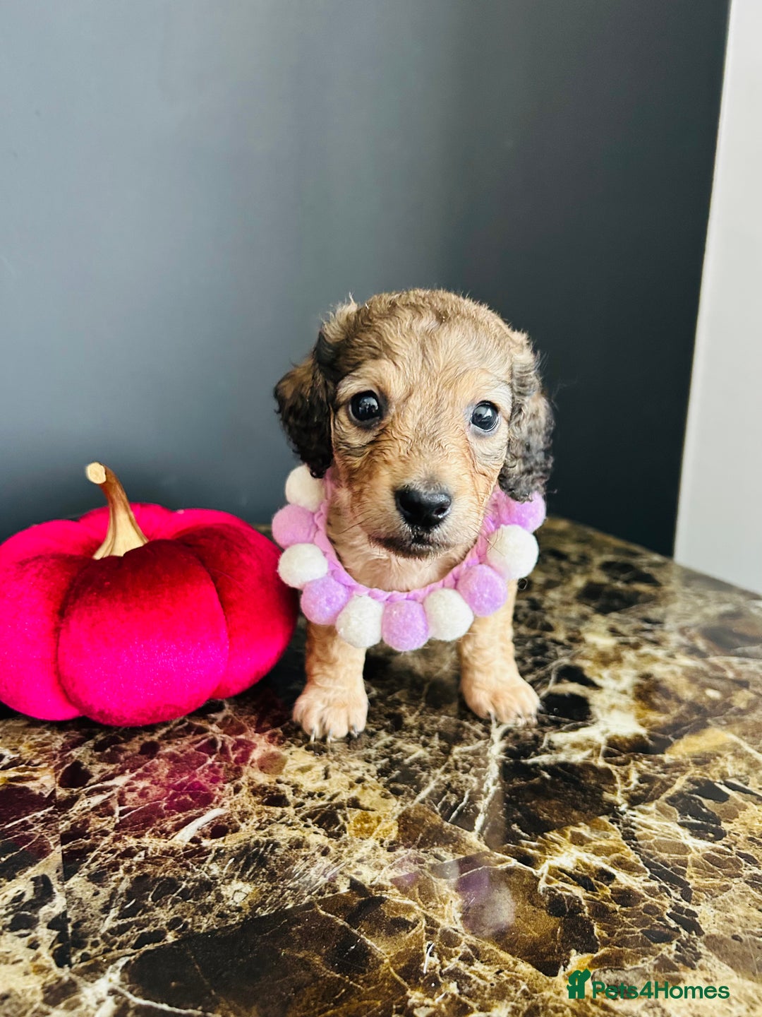 Miniature Dachshund dogs for sale: Cream Litter 5 Star Breeder ⭐️⭐️⭐️⭐️⭐️  - Image 32