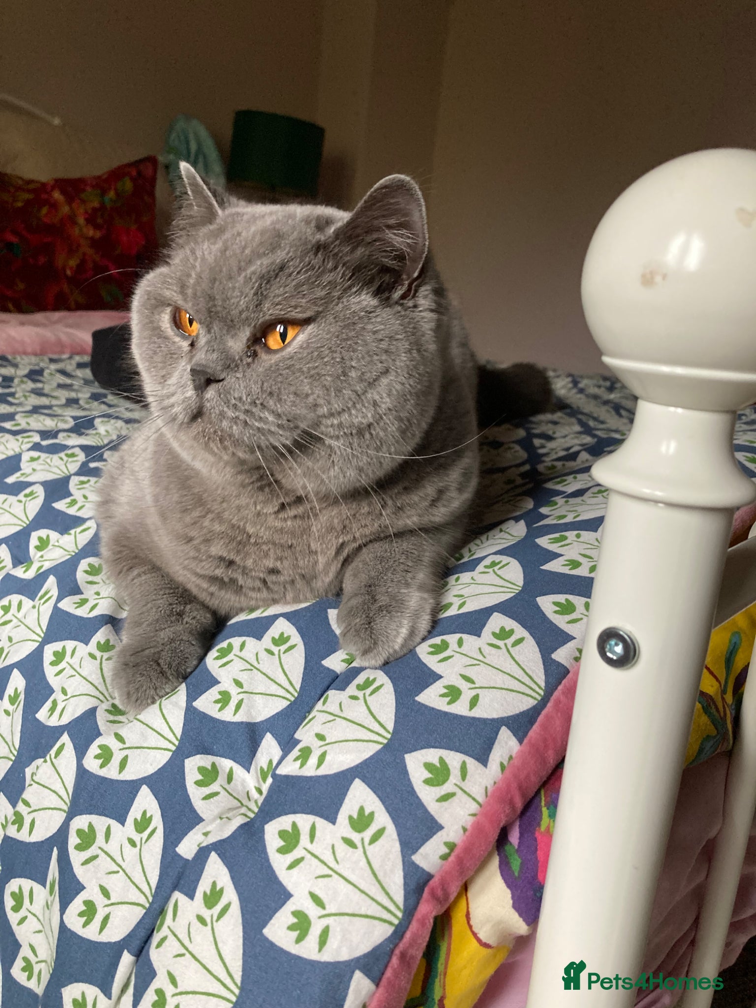 British Shorthair cats GCCF British Shorthair  - Advert 1