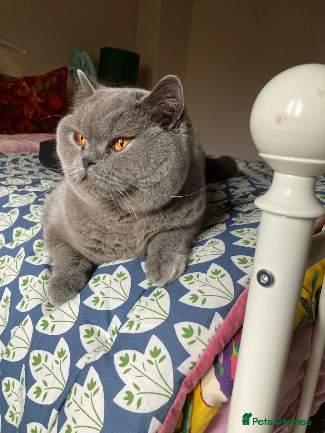 British Shorthair cats for sale: GCCF British Shorthair  - Advert 1