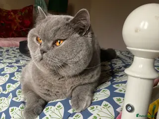 British Shorthair cats GCCF British Shorthair - Advert 1