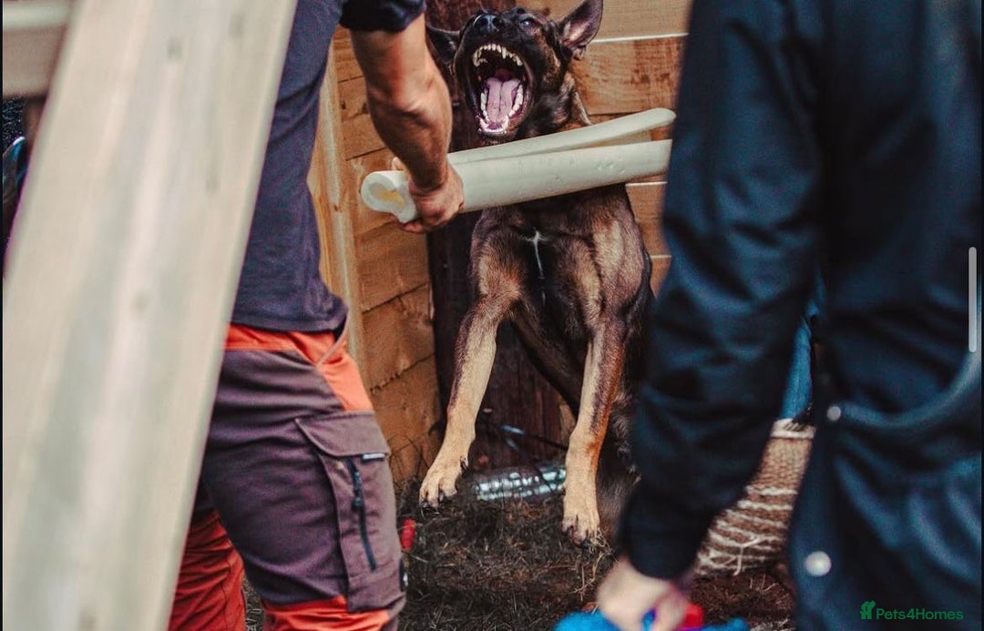 Belgian Shepherd Dog dogs for sale: Herder Bones 🦴 - Advert 29