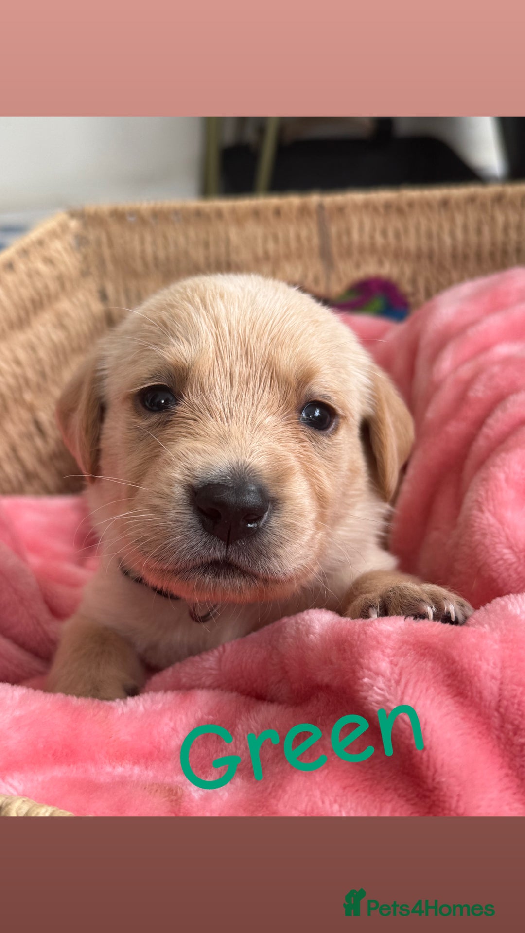 Goldador dogs for sale: Beautiful litter off 11 goldador puppies  - Image 5