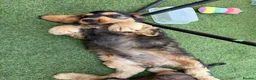Cocker Spaniel dogs for sale: KC registered Stunning Dark sable male (ready now) - Advert 4