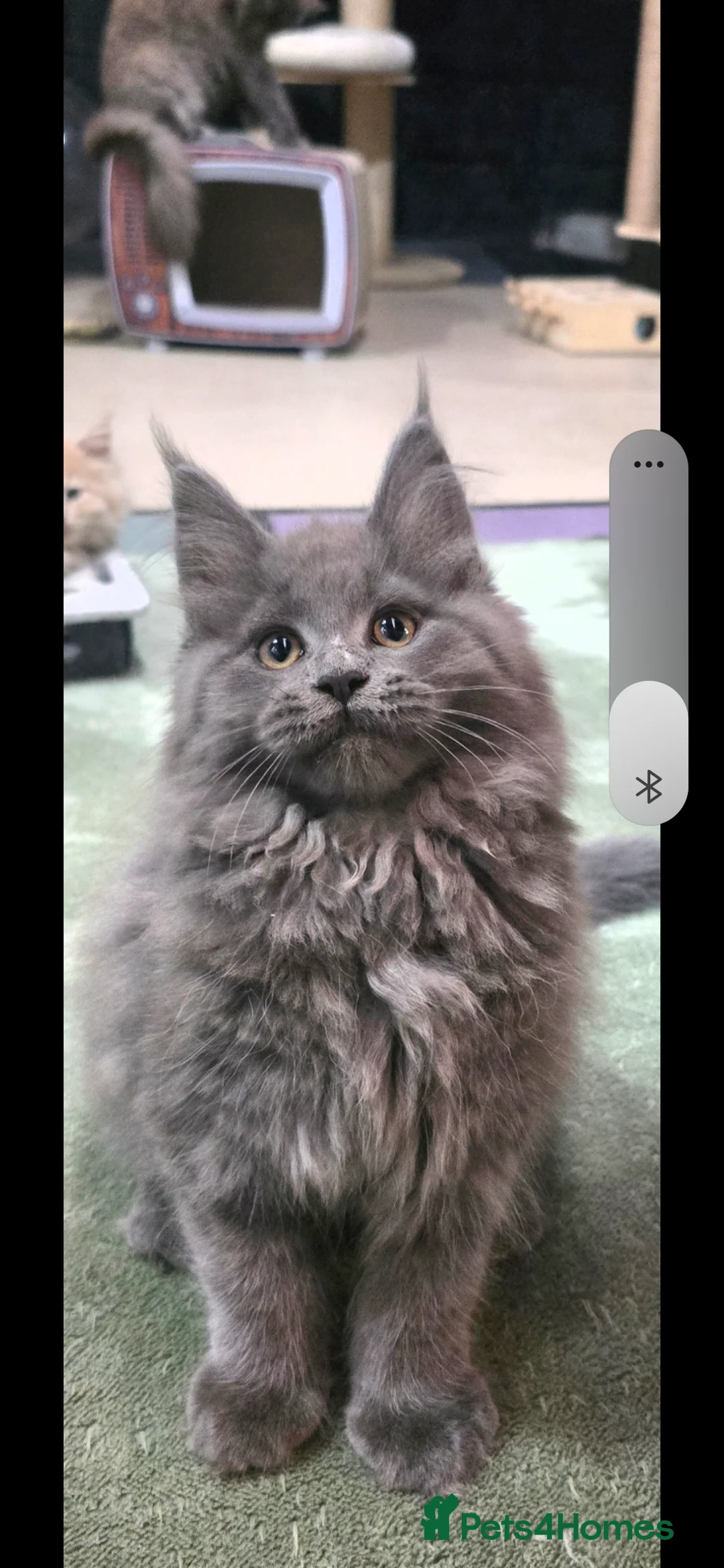 Maine Coon cats for sale: Outstanding gccf pet registered babies  - Advert 2
