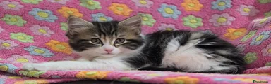 Little one