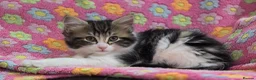 Turkish Angora cats for sale: 5 wonderful fur babies (4girls,1boy) in London - Advert 4