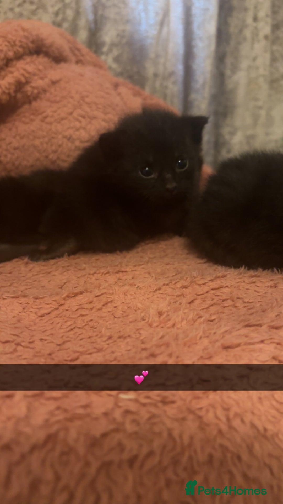 Mixed Breed cats for sale: Beautiful ragdoll cross kittens - Image 2
