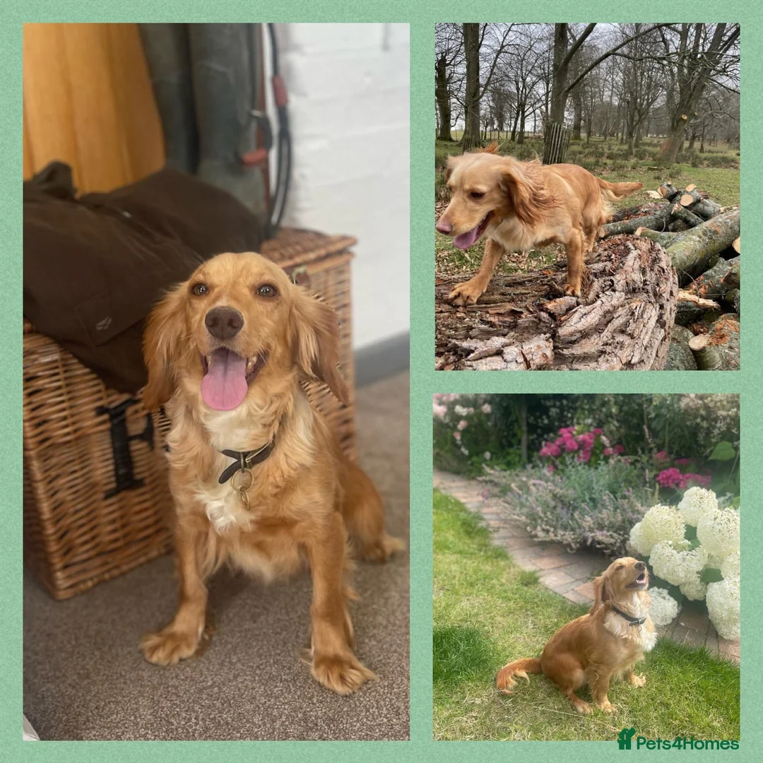 Cockapoo dogs for sale: F1 Cockapoos Puppies in Petworth - Advert 12