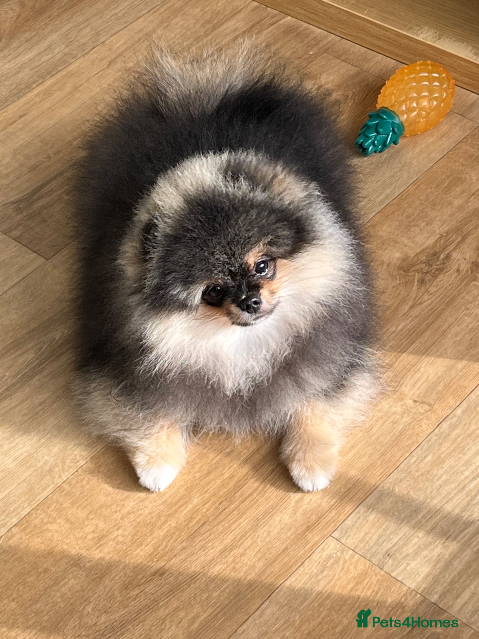 Pomeranian dogs Superb quality Pomeranian boy is left!! - Advert 12