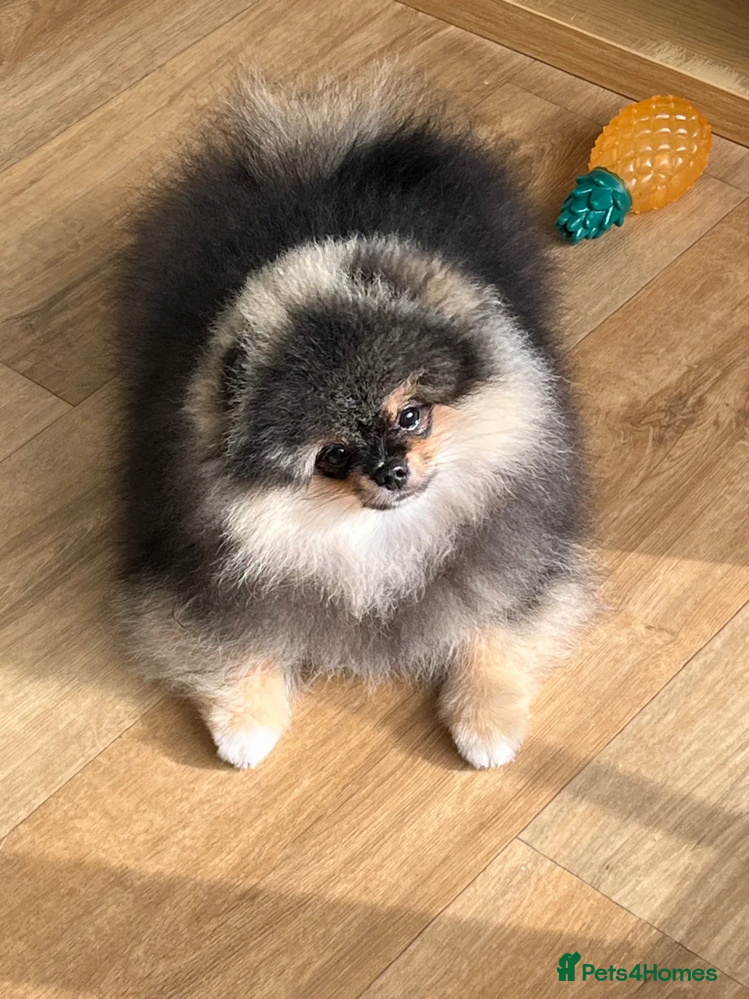Pomeranian dogs for sale: Superb quality Pomeranian boy is left!! - Advert 1