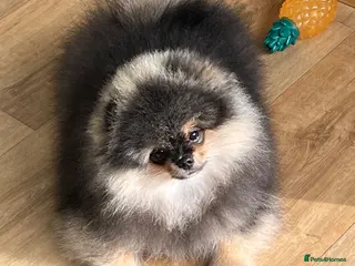 Pomeranian dogs Superb quality Pomeranian boy is left!! - Advert 12