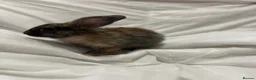 Mini Lion Lop rabbits for sale: Mini lion lop in Chatham - Advert 5