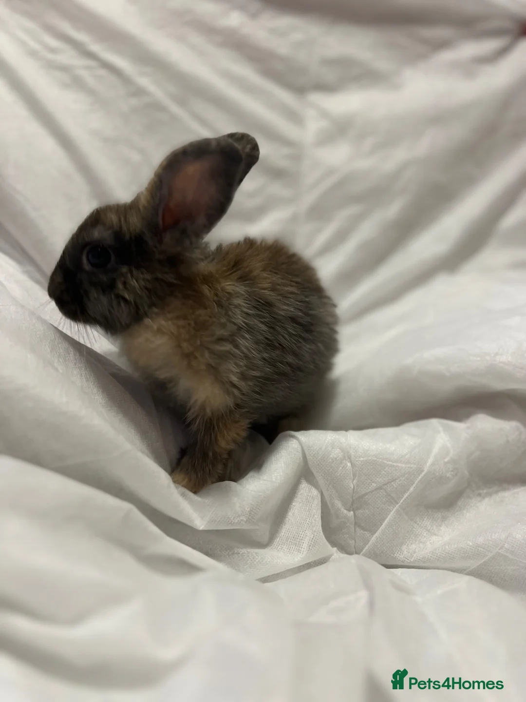 Mini Lion Lop rabbits for sale: Mini lion lop in Chatham - Advert 5