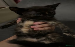Mixed Breed cats for sale: 4 beautiful girls - Image 7