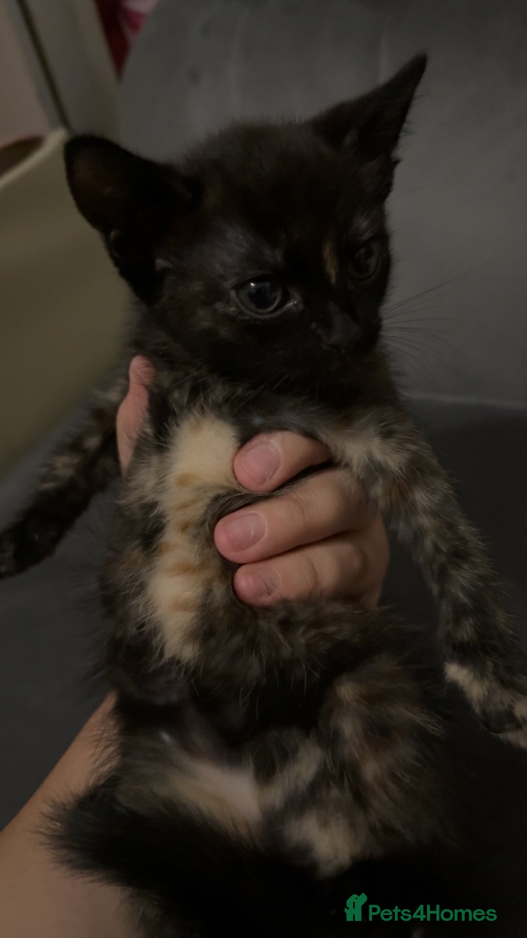 Mixed Breed cats for sale: 4 beautiful girls - Image 7
