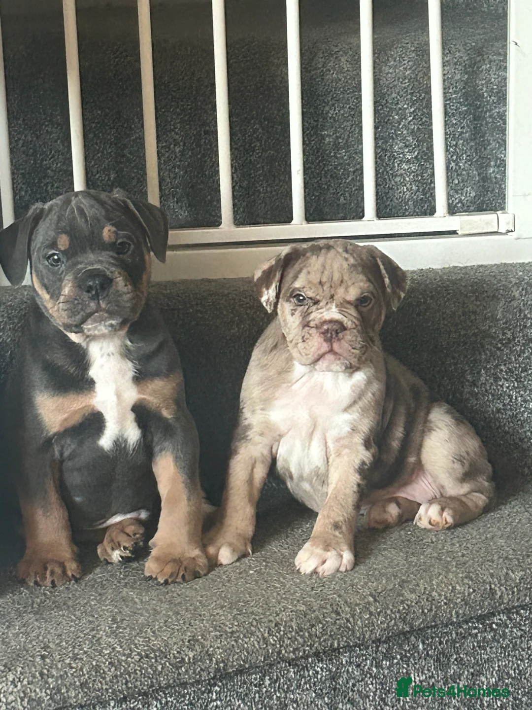 Olde English Bulldogge dogs for stud: 💥olde English bulldogge stud💥 in Rotherham - Advert 12