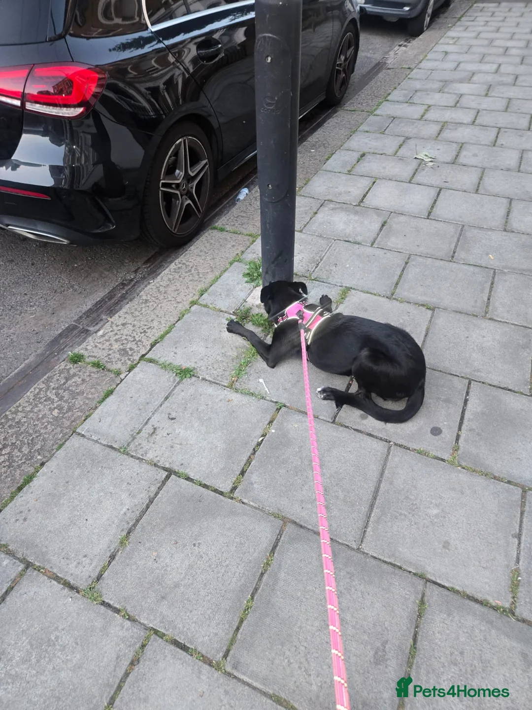 Mixed Breed dogs for sale: Socks in London - Advert 2
