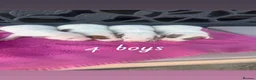 Jack Russell dogs for sale: Parson jack russles 5 boys 2 girls  - Advert 12