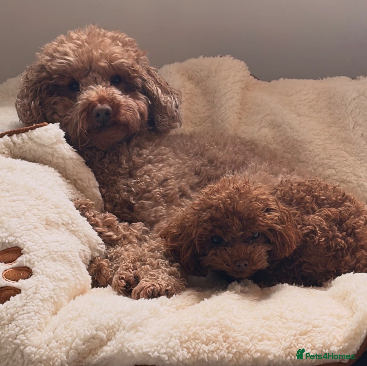 Toy Poodle dogs Kc registered toy / teacup poodle  - Advert 1