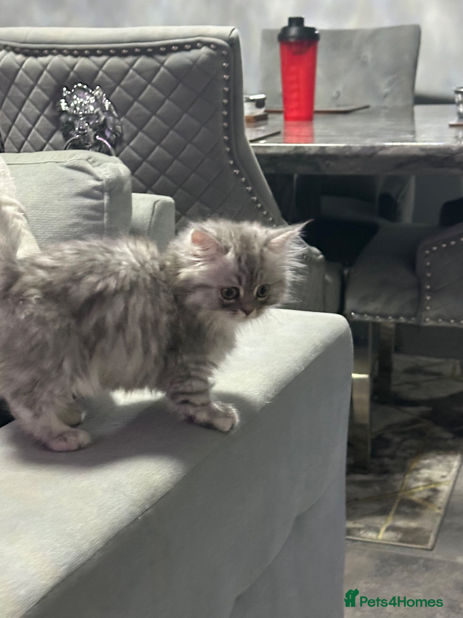 Persian cats for sale: Pure Persian long coat kitten’s - Advert 11