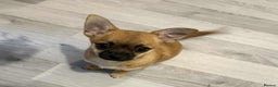 Pomchi dogs for sale: pomchi puppy female  - Advert 5