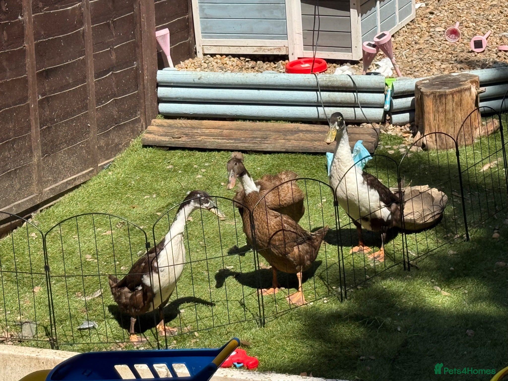Ducks poultry 4 Indian runner ducks  - Advert 1