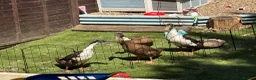 Ducks poultry for sale: 4 Indian runner ducks  - Advert 1