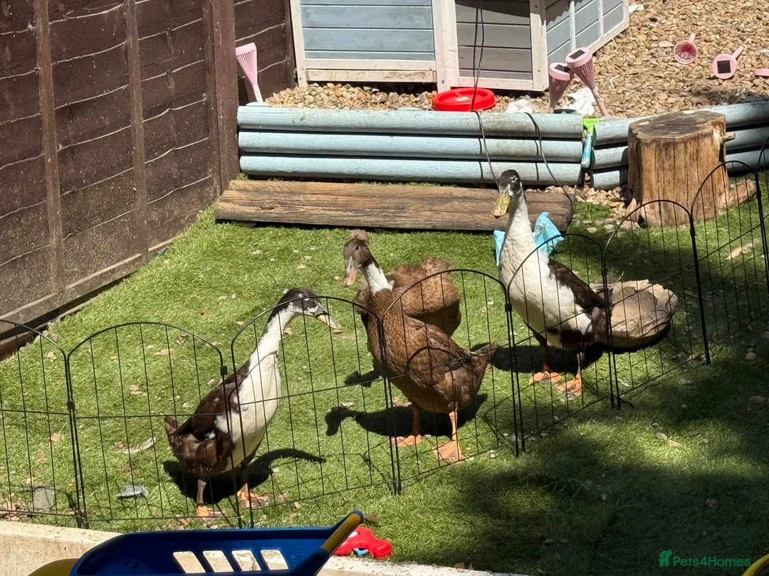 Ducks poultry for sale: 4 Indian runner ducks  - Advert 1