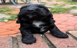 Cocker Spaniel dogs for sale: Show Type Cocker Spaniels - Image 12