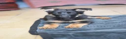 German Shepherd dogs for sale: Shorthaired German Shepherd  - Advert 39
