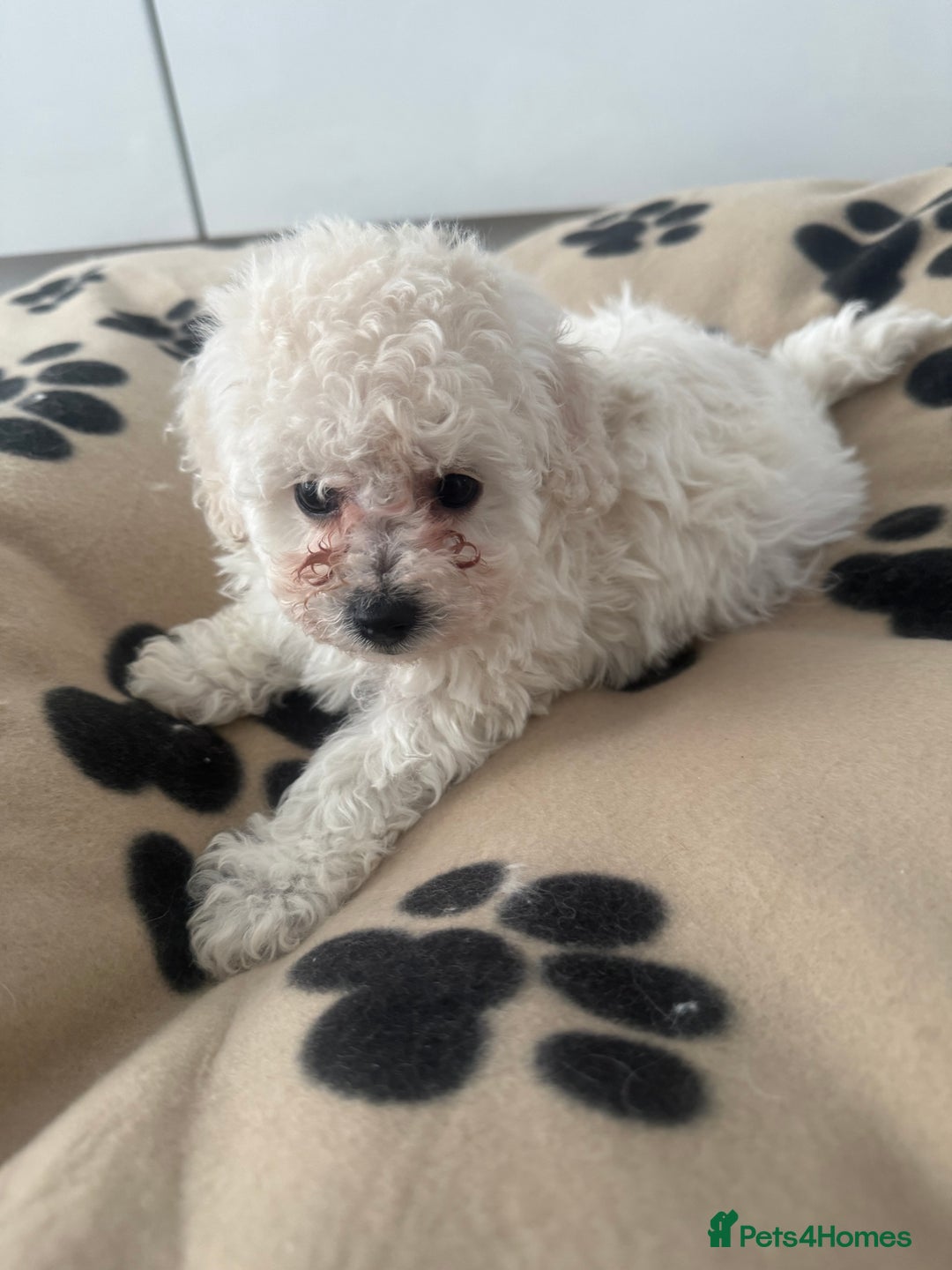 Poochon dogs for sale: Poochon puppies ready to go - Advert 4