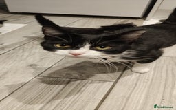 Mixed Breed cats for sale: Kitten's  - Image 10