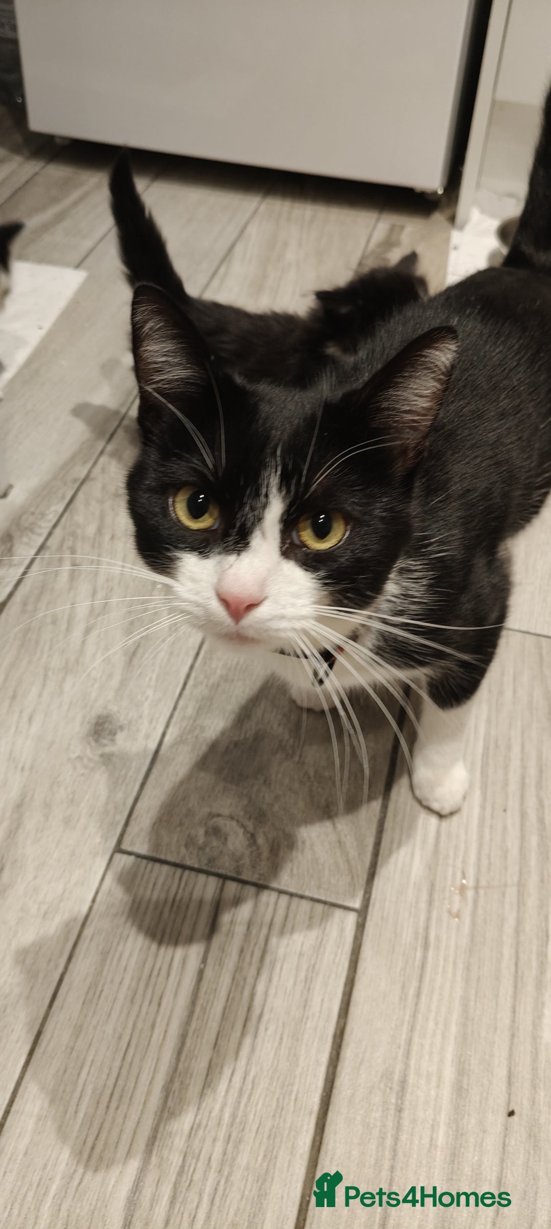 Mixed Breed cats for sale: Kitten's  - Image 10