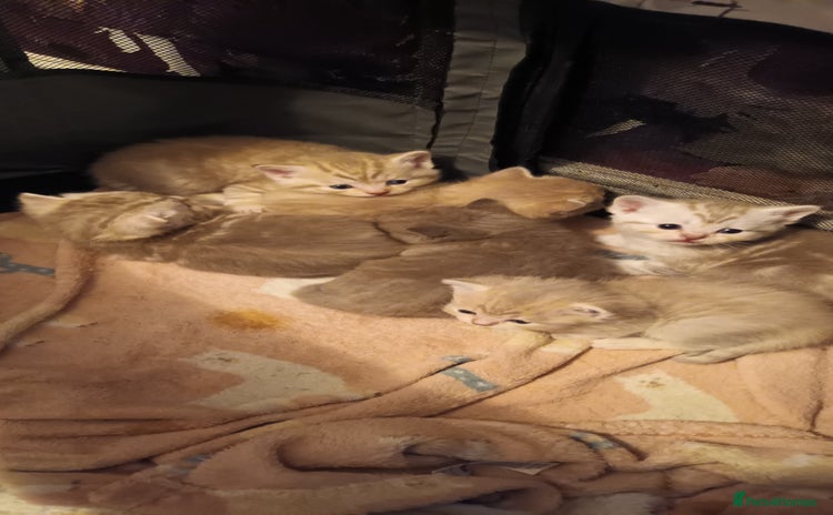 British Shorthair cats British shorthair - Advert 2