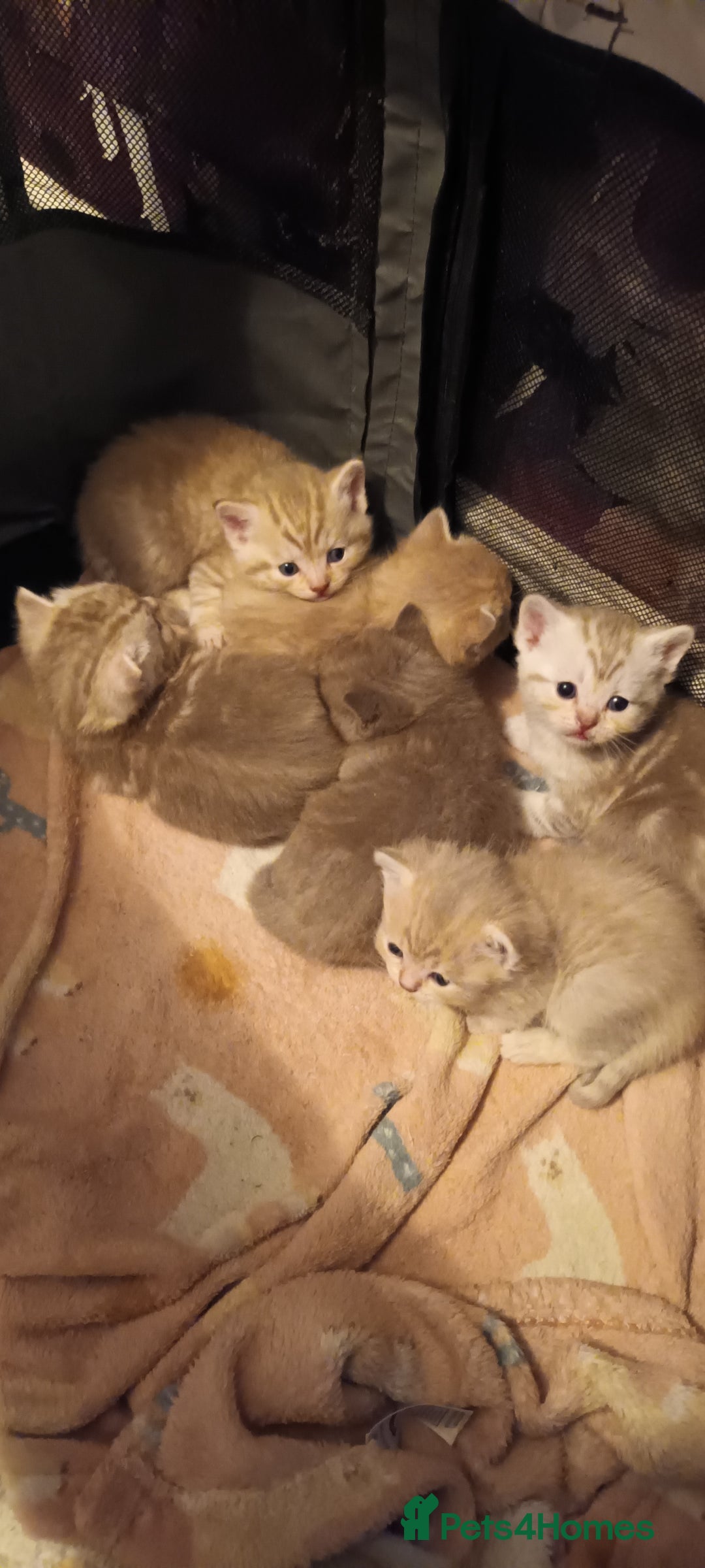 British Shorthair cats for sale: British shorthair - Advert 1