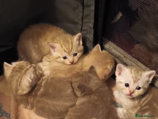 British Shorthair cats British shorthair - Advert 4