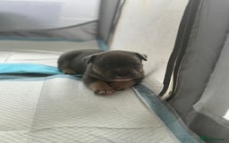American Bully dogs for sale: Micro/Pocket Bully Puppy - Image 9