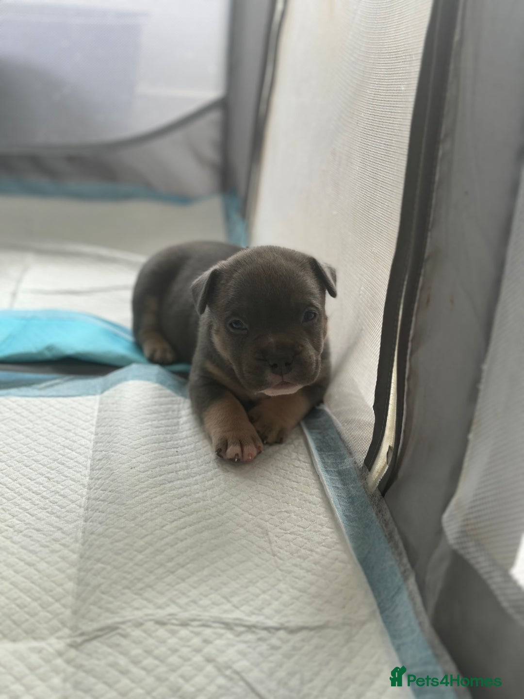 American Bully dogs for sale: Micro/Pocket Bully Puppy - Image 9