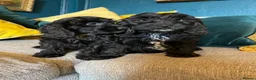 Cockapoo dogs for sale: REDUCED Cockapoo puppies health tested parents   - Advert 13
