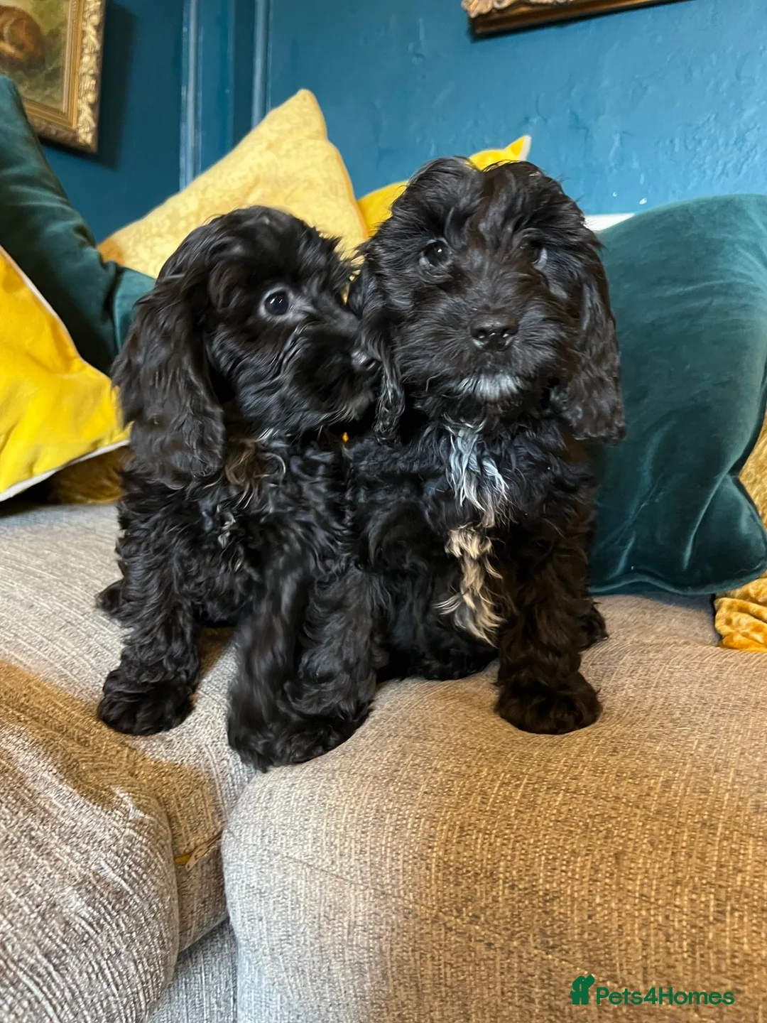 Cockapoo dogs for sale: REDUCED Cockapoo puppies health tested parents   - Advert 13
