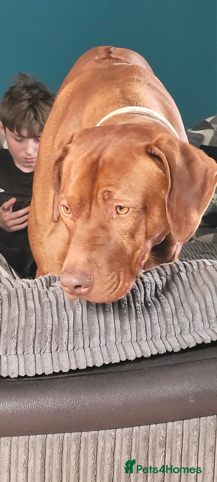 Rhodesian Ridgeback dogs European champion grandson stud - Advert 2