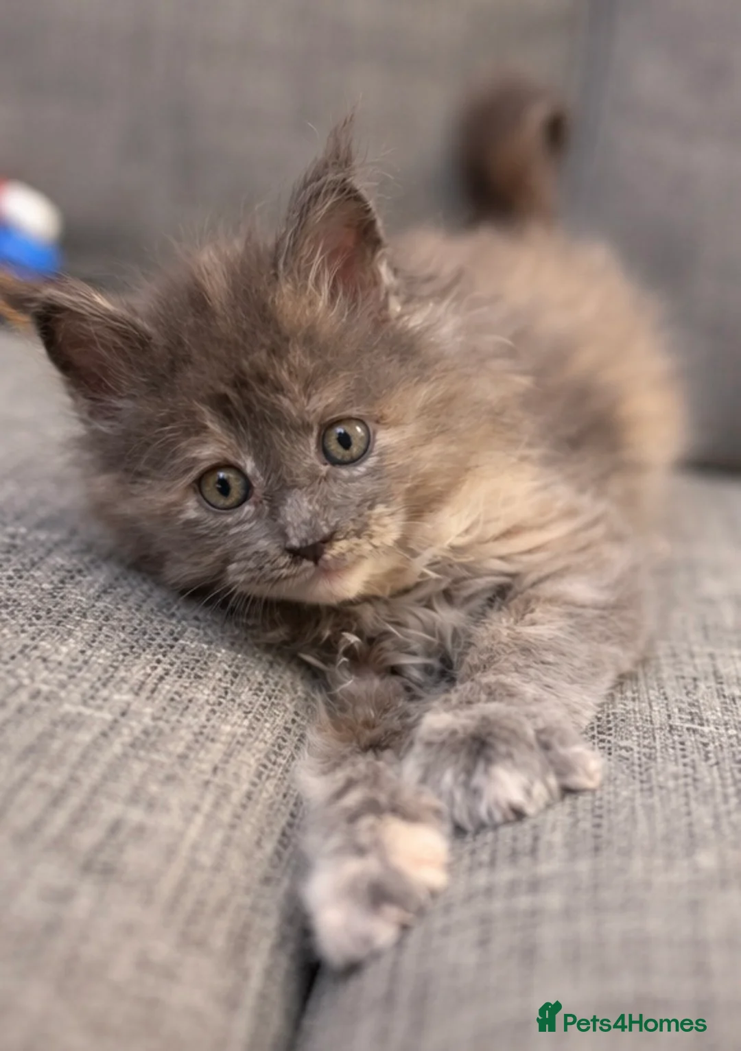 Maine Coon cats for sale: Maine Coon Kittens  - Advert 10