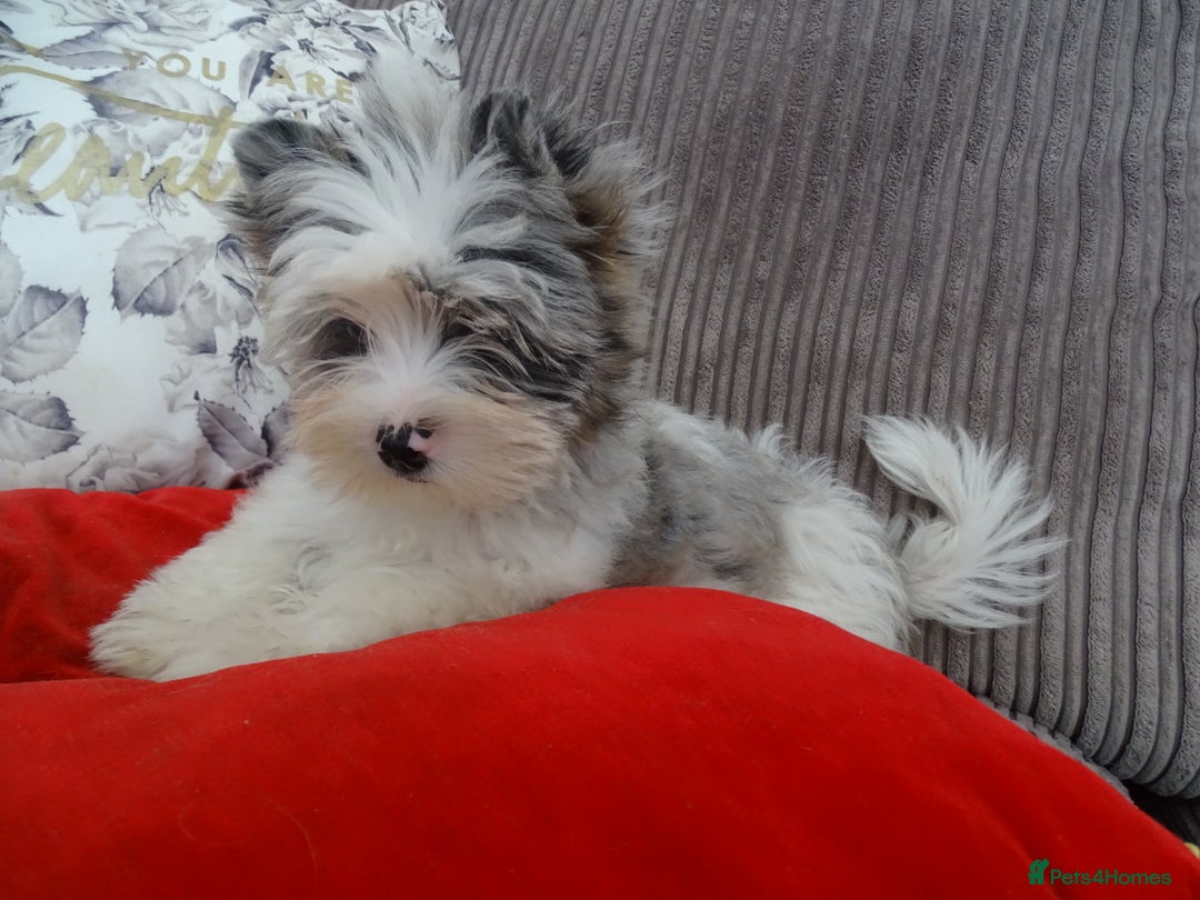 Yorkshire Terrier dogs for sale: Rare Colourful Pedigree Yorkies Certified Breeder - Image 32