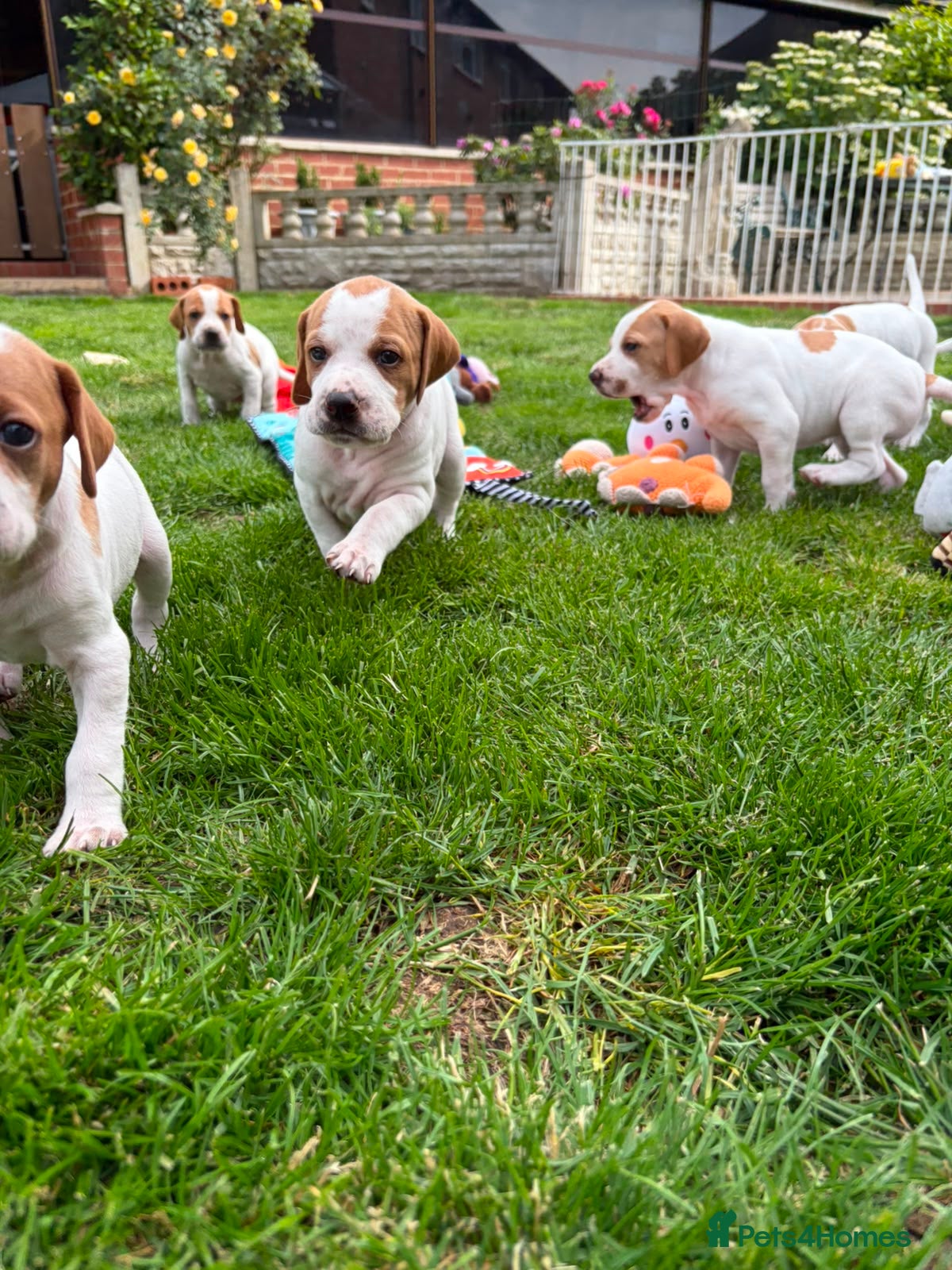 Pointer dogs Pointer pups | Working & Champion Bloodlines  - Advert 2