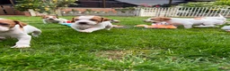 Pointer dogs for sale: Pointer pups | Working & Champion Bloodlines  - Advert 2