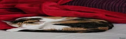 Mixed Breed cats for sale: Urgent, three lovely cats 🐈  - Advert 9